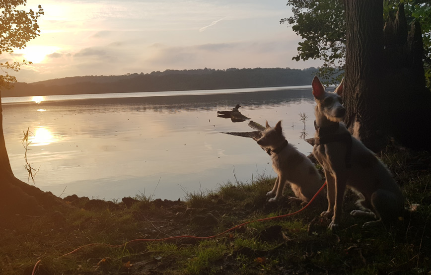 zwei-weisse-hunde-bei-sonnenuntergang-am-see 30 Jahre Tierschutz - Über 50.000 Tiere in Geborgenheit - Tierschutzliga