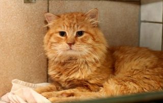 Aragon ist ein gemütlicher Kater