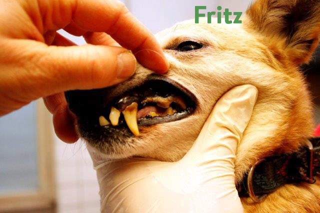 Fritz-2 5 Hunde aus Polen sind angekommen - leider sind sie nicht ganz gesund