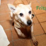 Fritz-5-150x150 Bildversteigerung zu Gunsten von Patenhund Fritz