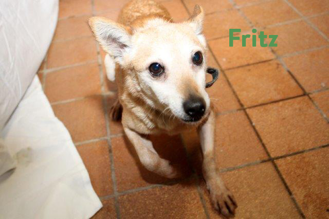 Fritz-5 5 Hunde aus Polen sind angekommen - leider sind sie nicht ganz gesund