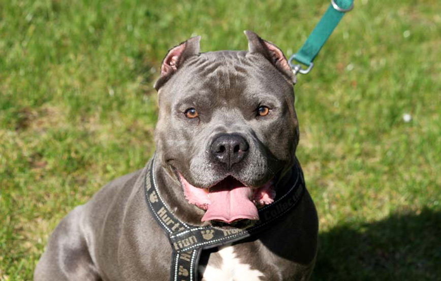 Hund Bady glücklich vermittelt