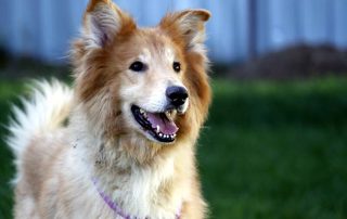 Hund Bärli glücklich vermittelt