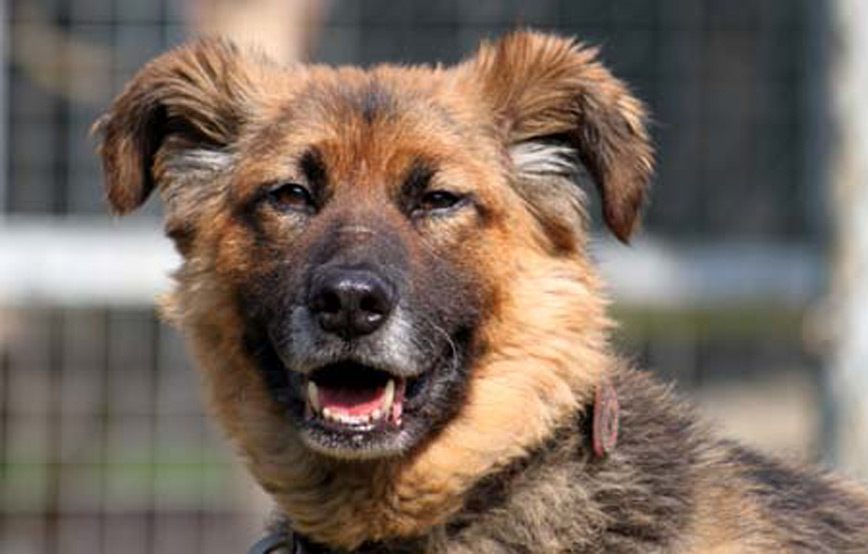 Hund-Bisquit-trauriges Lucy - nichts hat mehr geholfen