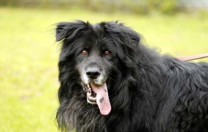 Hund Blanko glücklich vermittelt