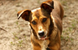 Hund Candy glücklich vermittelt