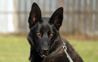 Hund Cora glücklich vermittelt