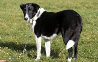 Hund Fly glücklich vermittelt