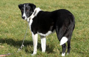 Hund Fly glücklich vermittelt