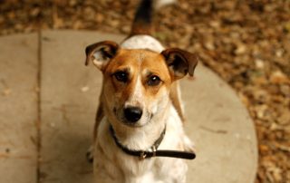 Hund Gonzo glücklich vermittelt