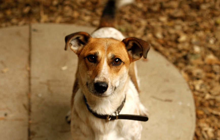 Hund-Gonzo-glücklich-vermittelt Zuhause gefunden - Tierschutzliga Dorf