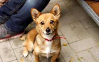 Hund Heidi glücklich vermittelt
