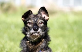 Hund Kurti glücklich vermittelt