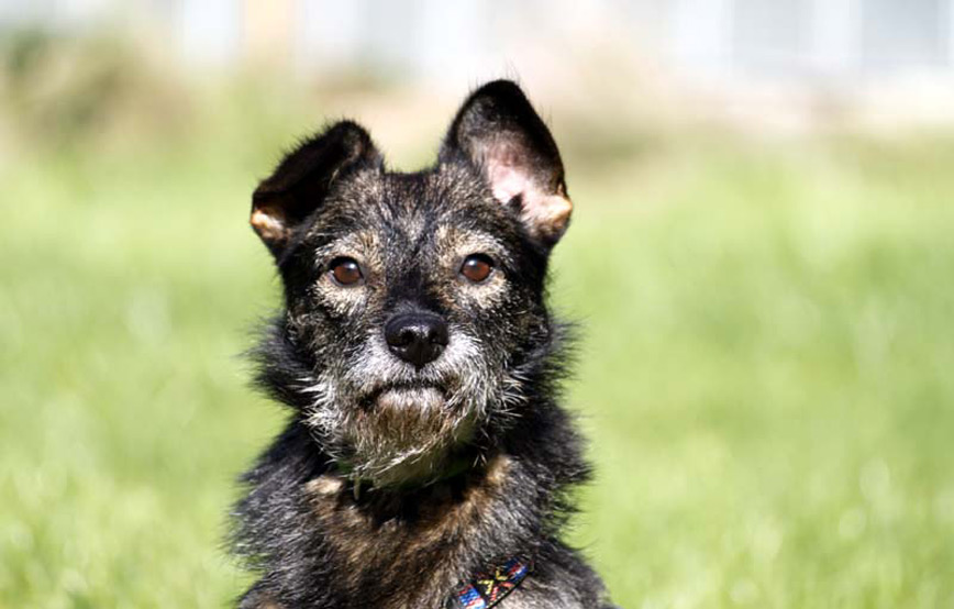 Hund-Kurti-glücklich-vermittelt Zuhause gefunden - Tierschutzliga Dorf