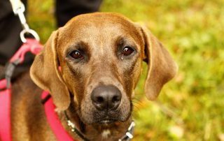 Hund Lina glücklich vermittelt