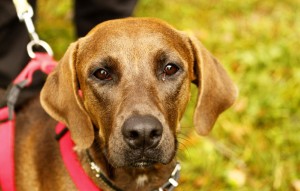 Hund Lina glücklich vermittelt