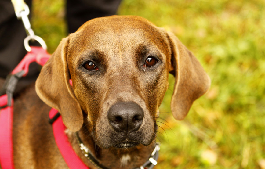 Hund-Lina-glücklich-vermittelt Zuhause gefunden - Tierschutzliga Dorf