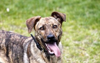 Hund Lua glücklich vermittelt