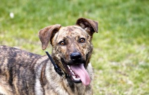 Hund Lua glücklich vermittelt