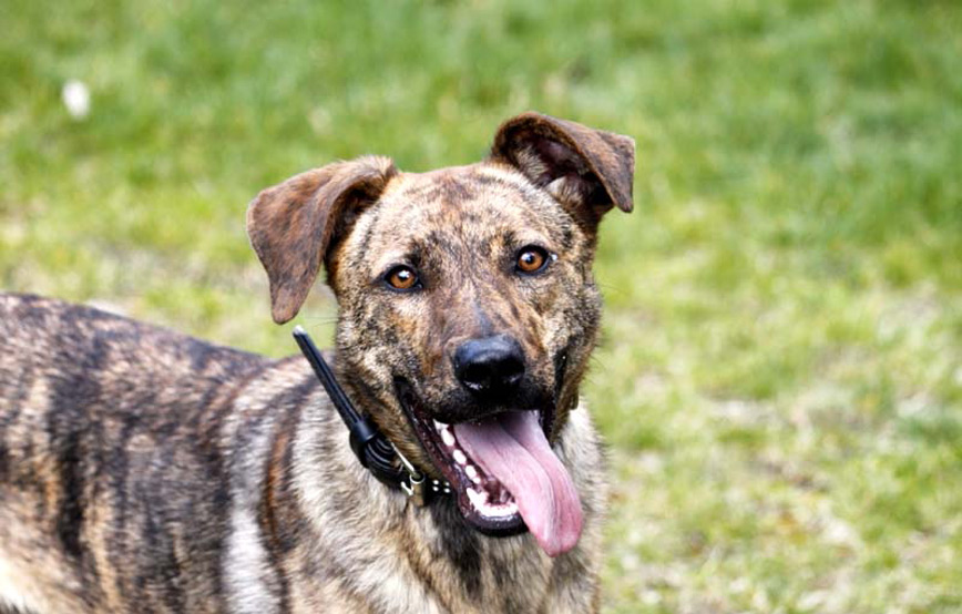 Hund-Lua-glücklich-vermittelt Zuhause gefunden - Tierschutzliga Dorf