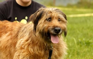 Hund Martha glücklich vermittelt
