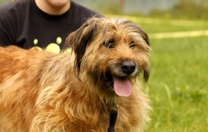 Hund Martha glücklich vermittelt