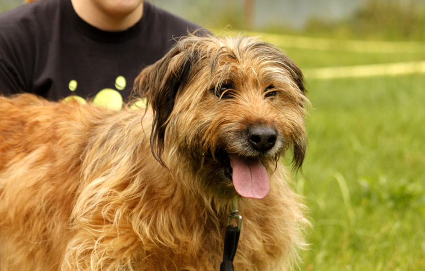 Hund-Martha-glücklich-vermittelt Zuhause gefunden - Tierschutzliga Dorf