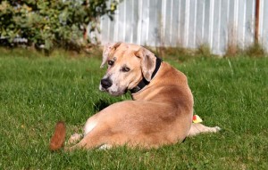 Hund Mäx glücklich vermittelt