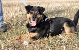 Hund Rambo glücklich vermittelt