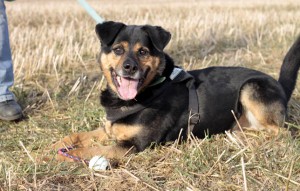 Hund Rambo glücklich vermittelt