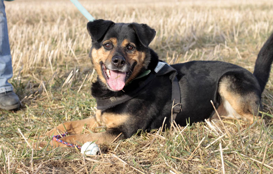 Hund-Rambo-glücklich-vermittelt Zuhause gefunden - Tierschutzliga Dorf