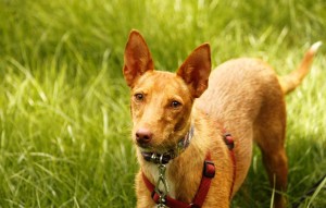 Hund Sweety glücklich vermittelt