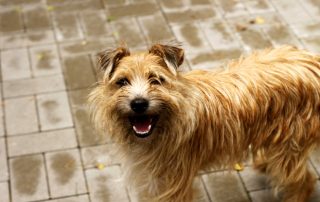 Hund Tapsi glücklich vermittelt