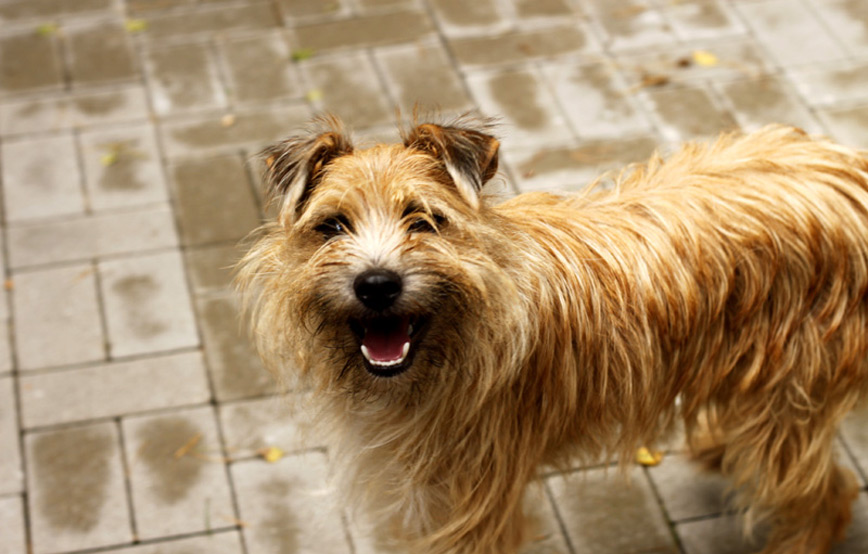 Hund-Tapsi-glücklich-vermittelt Zuhause gefunden - Tierschutzliga Dorf