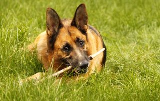 Hund Tyrion glücklich vermittelt