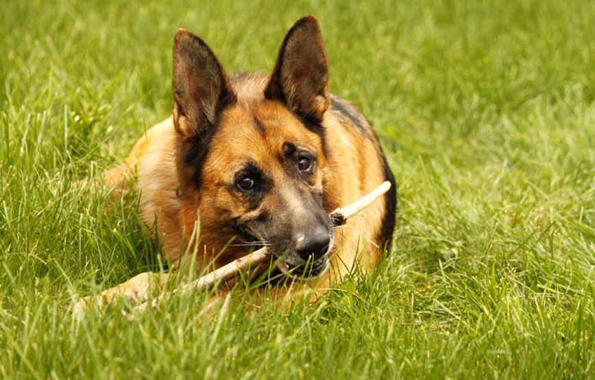 Hund Tyrion glücklich vermittelt