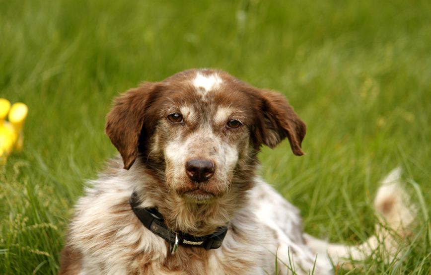 Hund-lotte-im-gras-trauriges Trauriges - wenn ein Tier die Regenbogenbrücke überquert