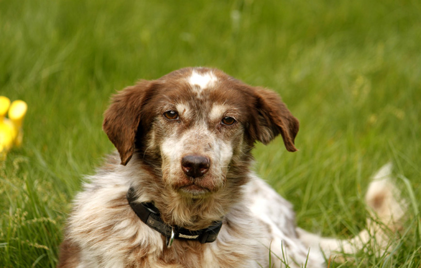 Hund-lotte-im-gras-trauriges Waldo