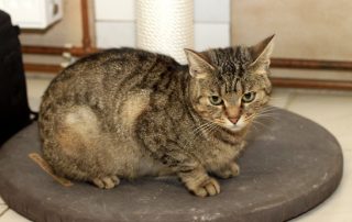 Katze Amy glücklich vermittelt