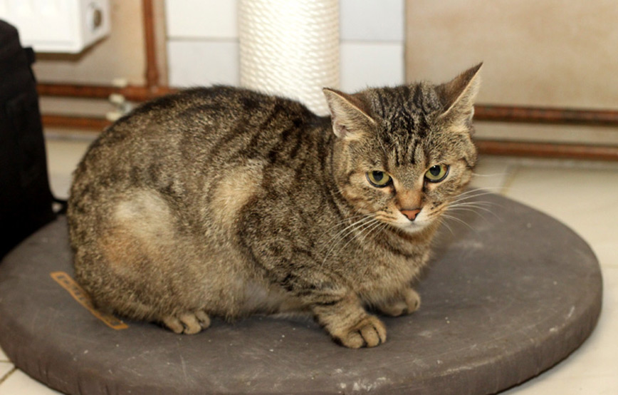 Katze Amy glücklich vermittelt