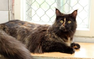 Katze Bonnie glücklich vermittelt