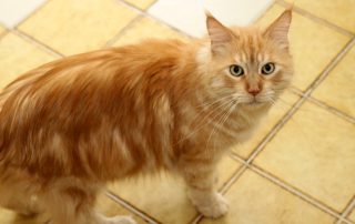 Katze Frances glücklich vermittelt
