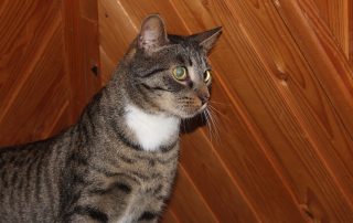 Katze Hans glücklich vermittelt