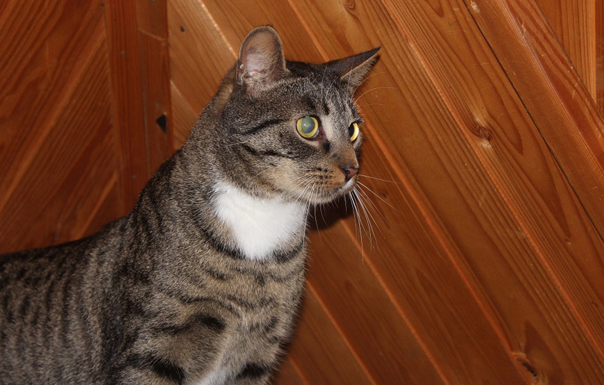 Katze Hans glücklich vermittelt