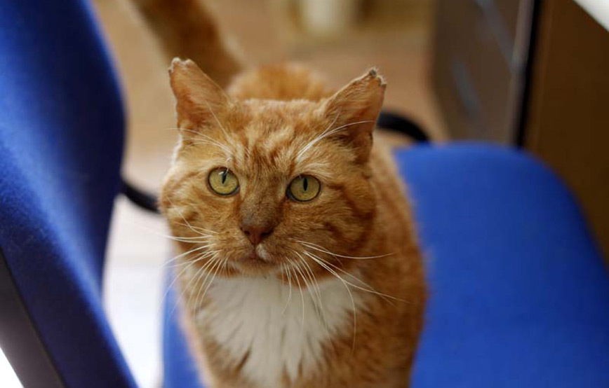 Katze-Manni-glücklich-vermittelt Zuhause gefunden - Tierschutzliga Dorf