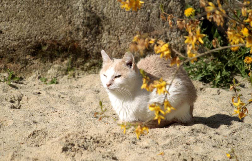 Katze-Petro-im-sand-trauriges Lina – wieder vereint