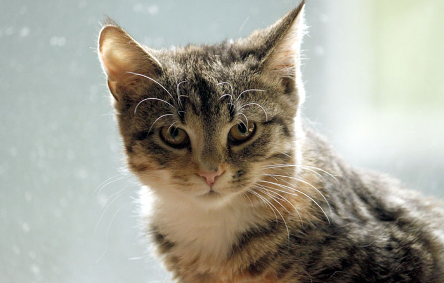 Katze-Quency-trauriges Trauriges - wenn ein Tier die Regenbogenbrücke überquert