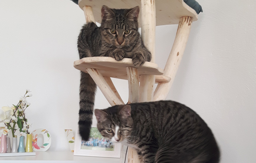 Katzen-sky-und-sam-auf-dem-kratzbaum Rückmeldung von Nathans neuer Familie