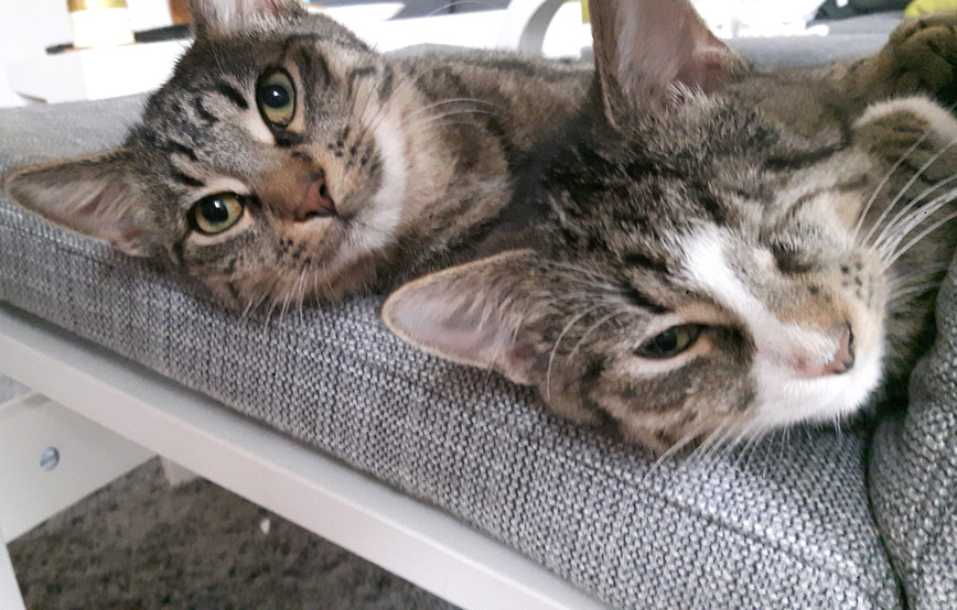 Katzen-sky-und-sam-liegen-auf-der-couch Sky&Sam - eine perfekte Mischung aus Räuber und Schmusetiger