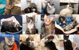 Katzenkinder glücklich vermittelt 2017 10